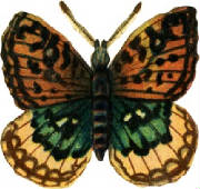 beautiful-butterfly.jpg