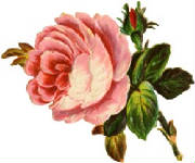 large-soft-pink-rose.jpg