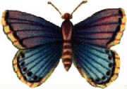 violet-blue-butterfly.jpg
